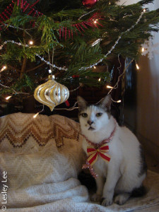 Teddy Christmas bow.