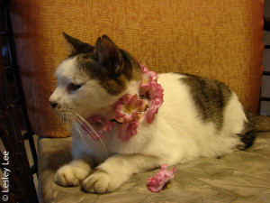 Teddy's cherry blossom necklace for Chinese New Year.