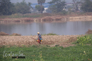 watering the fields, Yangon